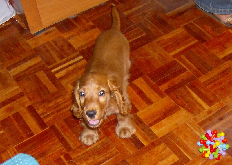 photoblog_6-cofi_coocker_de_3_meses.jpg